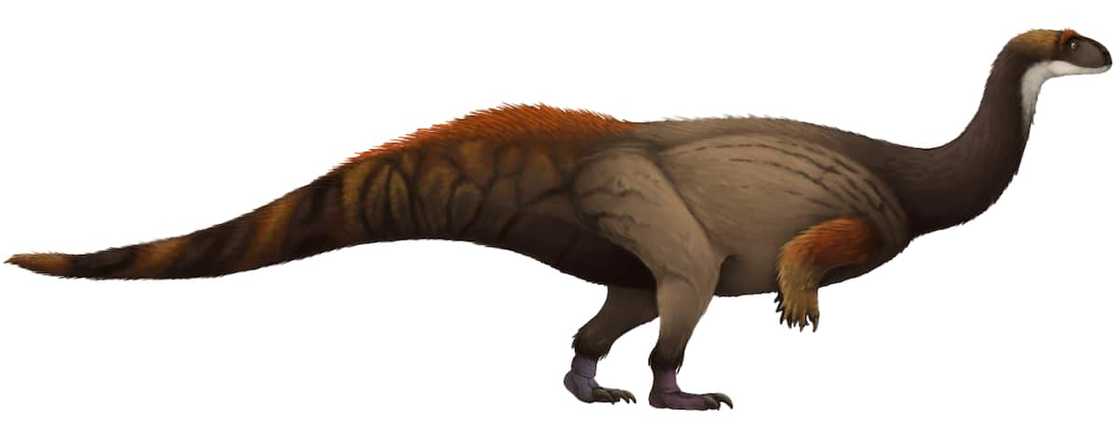 Animals that start with x Animals that start with x