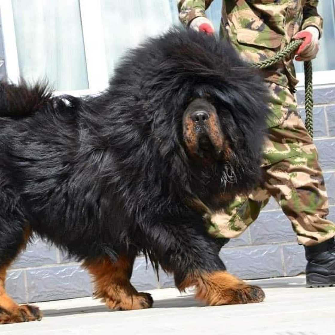 Popular big dog breeds for families Popular big dog breeds for families