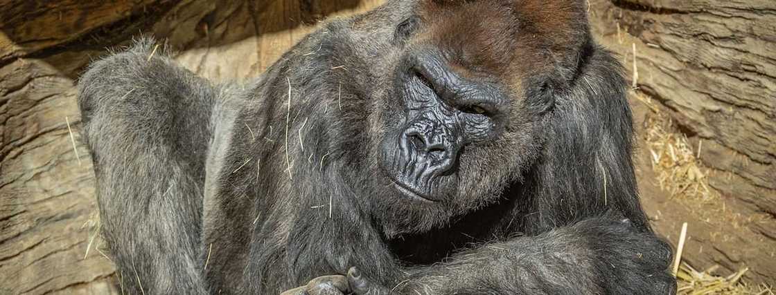 Gorillas test positive for COVID-19 in US zoo Gorillas test positive for COVID-19 in US zoo