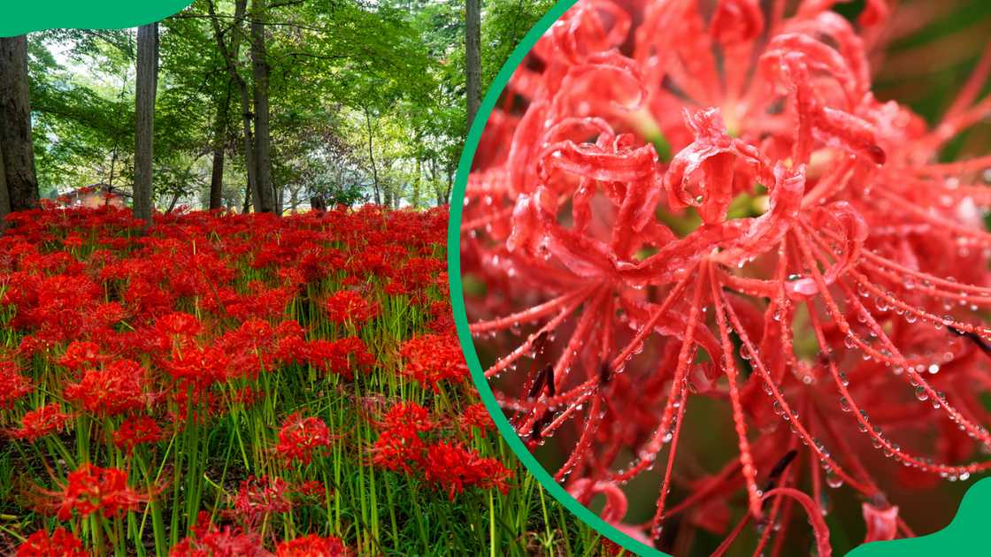 Red spider lily meaning