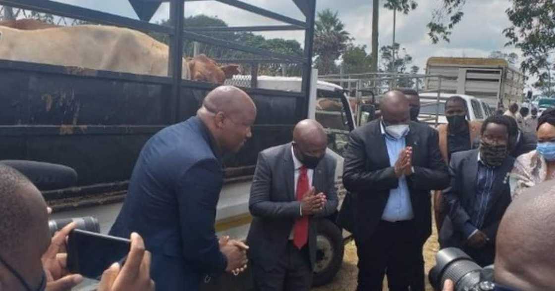 Julius Malema Gives 2 Cows to the Royal Palace, SA Has Mixed Thoughts