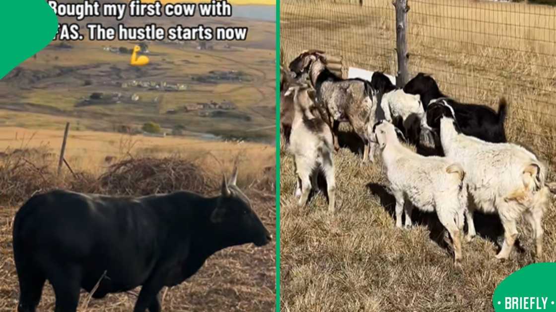 A TikTok video of a young woman who spent her NSFAS money on a cow and goats captured national attention A TikTok video of a young woman who spent her NSFAS money on a cow and goats captured national attention