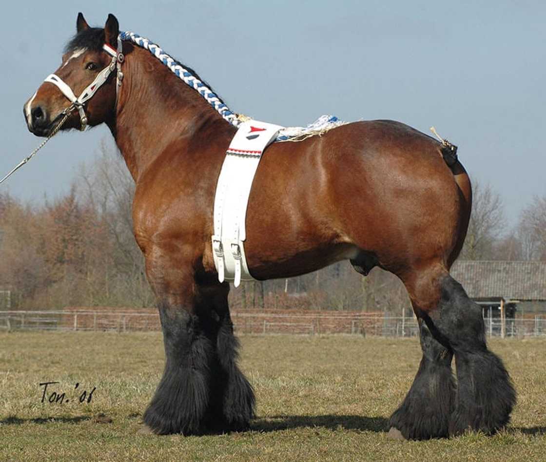 Which is the largest horse breed in the world: Top 10 list with images Which is the largest horse breed in the world: Top 10 list with images