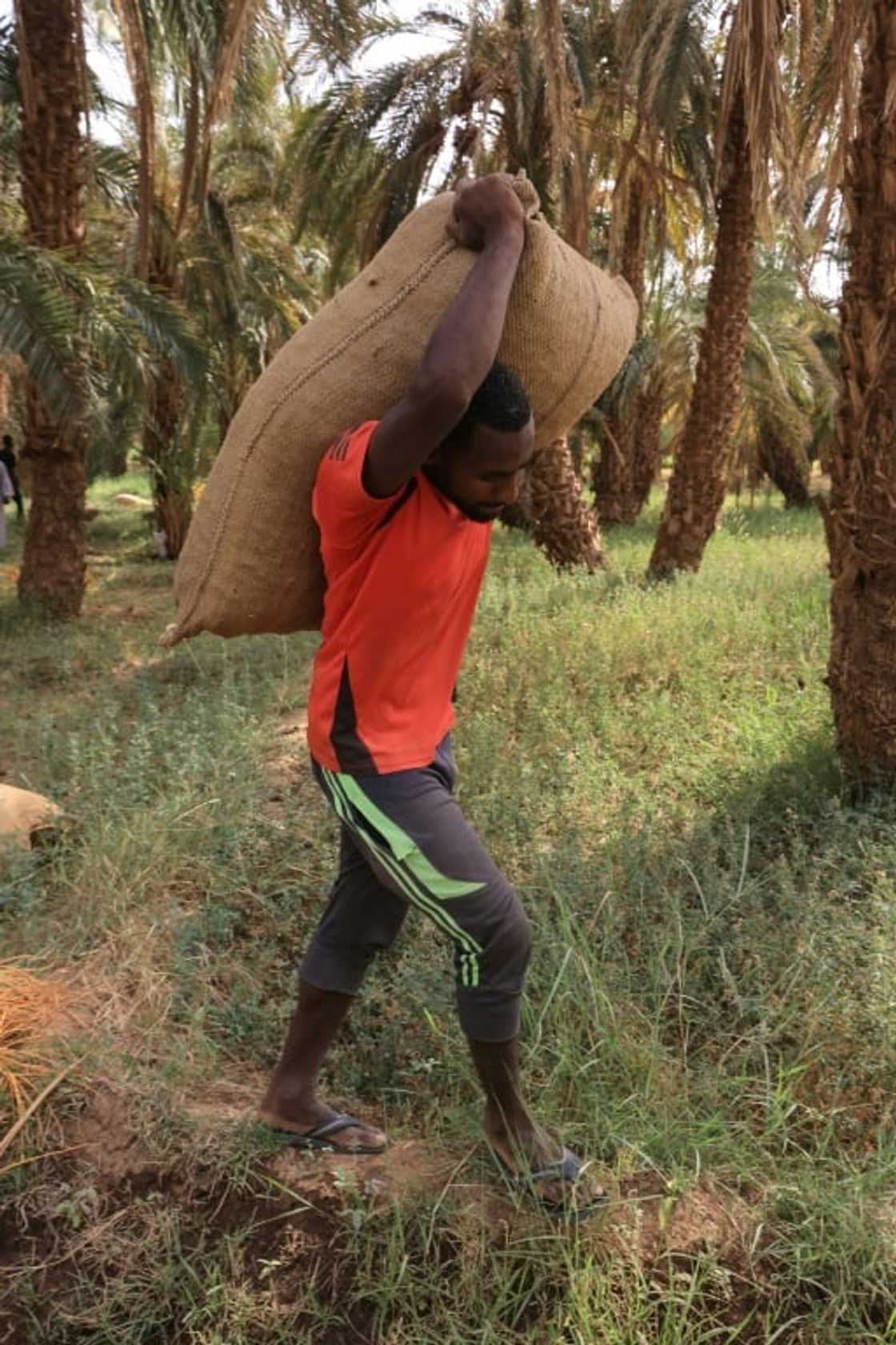 Dates and other agricultural products were a foundation of Sudan's pre-war economy Dates and other agricultural products were a foundation of Sudan's pre-war economy