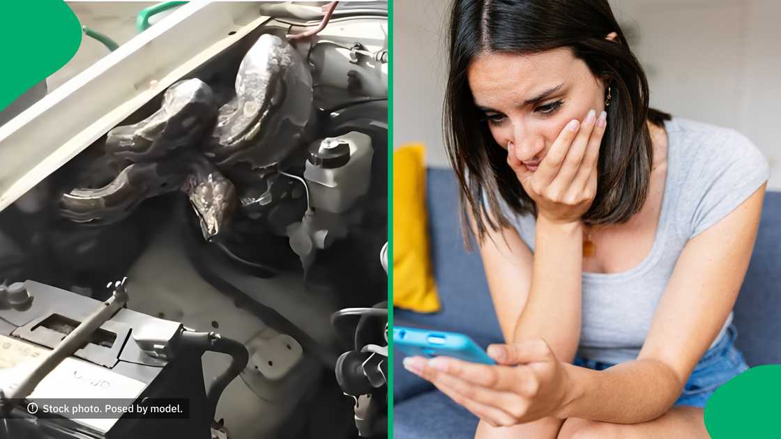 South Africans had a lot to say when they saw a massive snake on an engine. South Africans had a lot to say when they saw a massive snake on an engine.