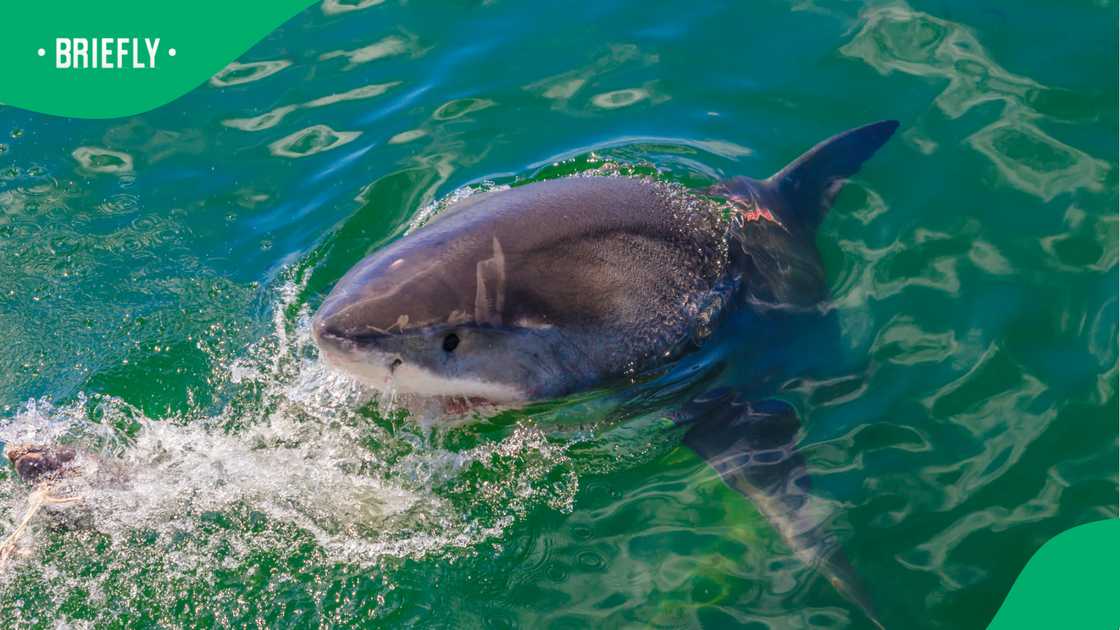 Swimmer dies after shark attack at Sorrento Beach in Perth Swimmer dies after shark attack at Sorrento Beach in Perth