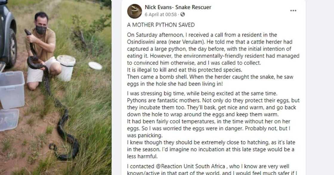 Snake catcher Nick Evans has rescued a massive python and explains why people should not eath them. Image: Facebook Snake catcher Nick Evans has rescued a massive python and explains why people should not eath them. Image: Facebook