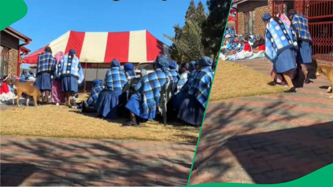 Woman's dog joins her lobola ceremony