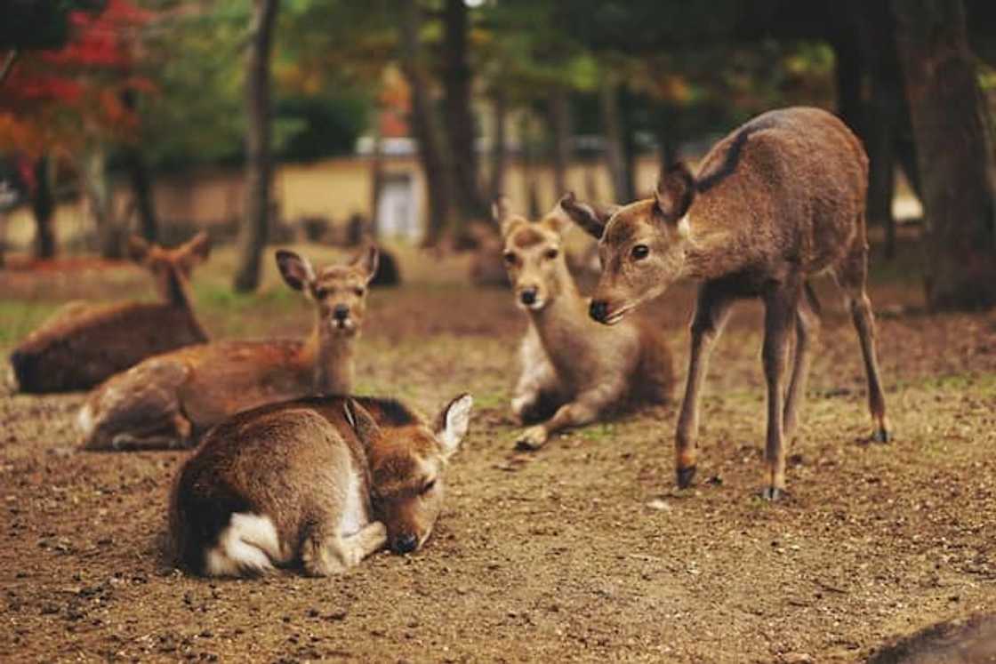What animals live in Hartbeespoort Dam? What animals live in Hartbeespoort Dam?