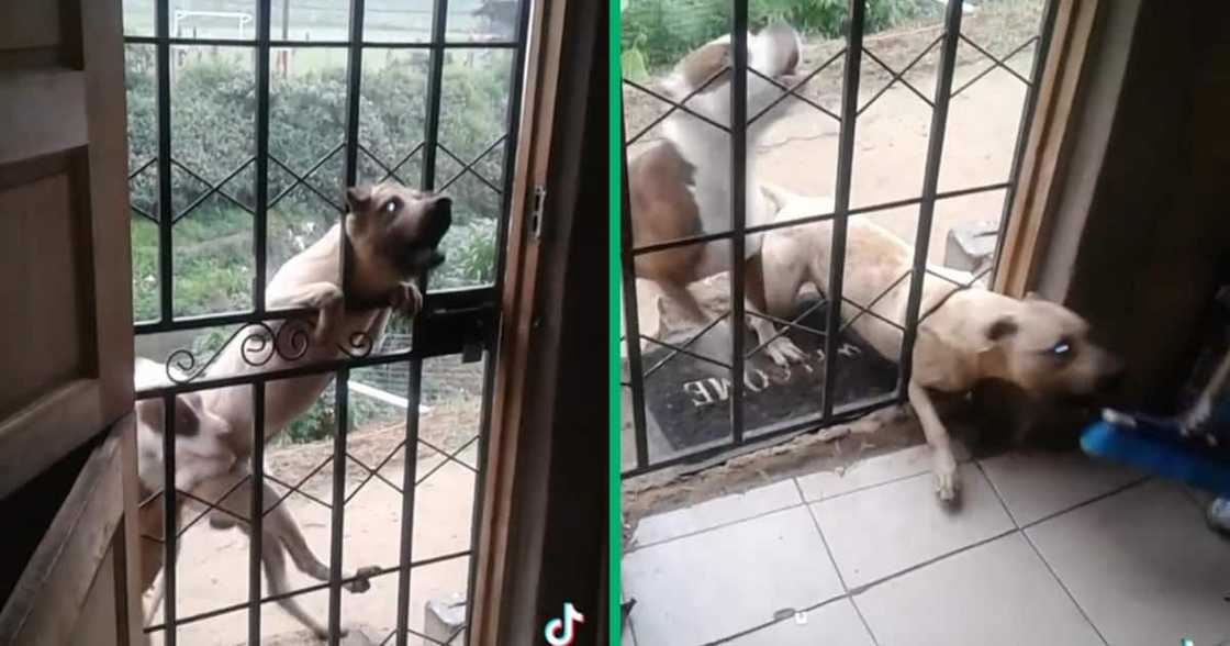 Angry pit bull squeezed through a security gate