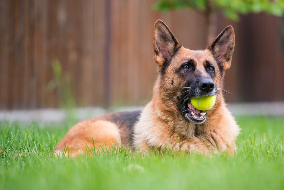 A German Shepherd with a tennis ball in its mouth.