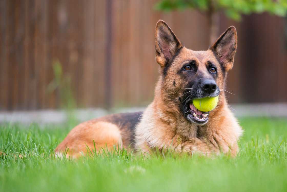 A German Shepherd with a tennis ball in its mouth. A German Shepherd with a tennis ball in its mouth.