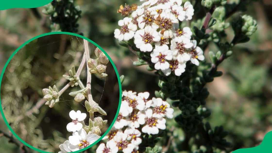 South African flowers pictures and names South African flowers pictures and names