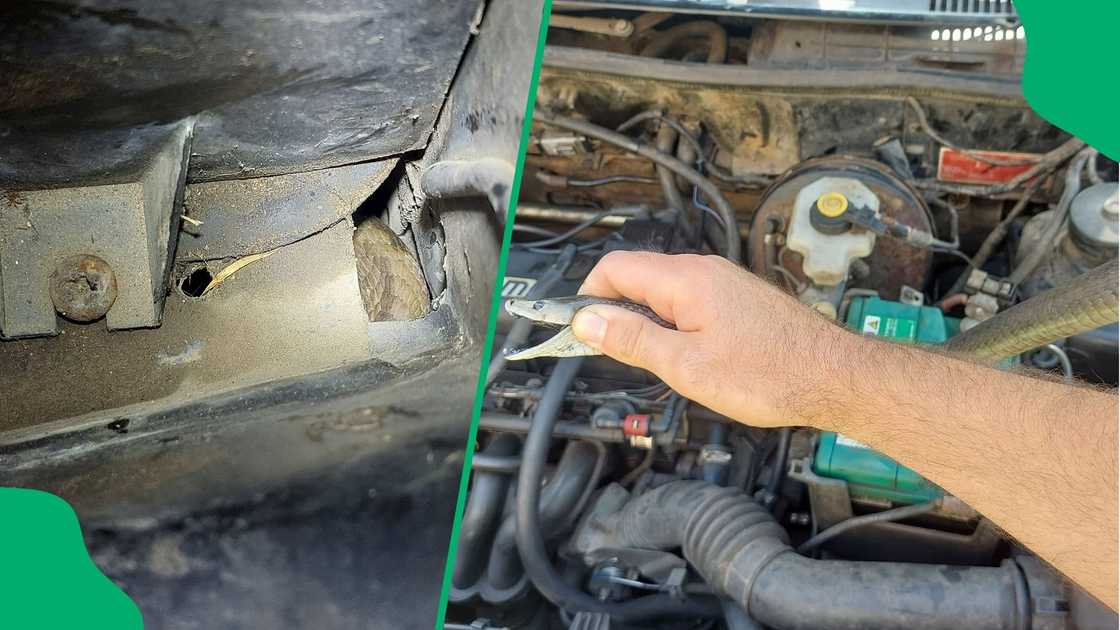 Snake handler Nick Evans rescued a black mamba hiding in a car. Snake handler Nick Evans rescued a black mamba hiding in a car.