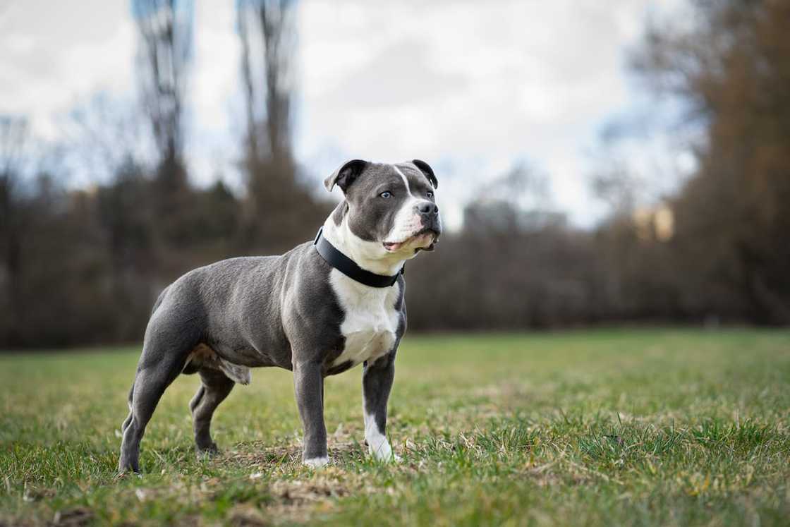 A Staffordshire Bull Terrier A Staffordshire Bull Terrier