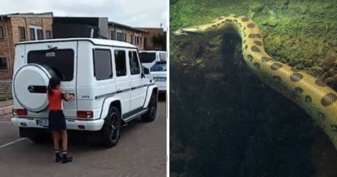 Video of Curro students with wealthy parents and large snake swimming Video of Curro students with wealthy parents and large snake swimming