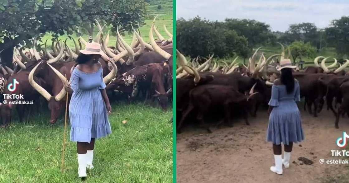 A woman herded Ankole cattle