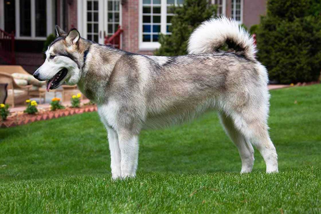 World's strongest dog breed