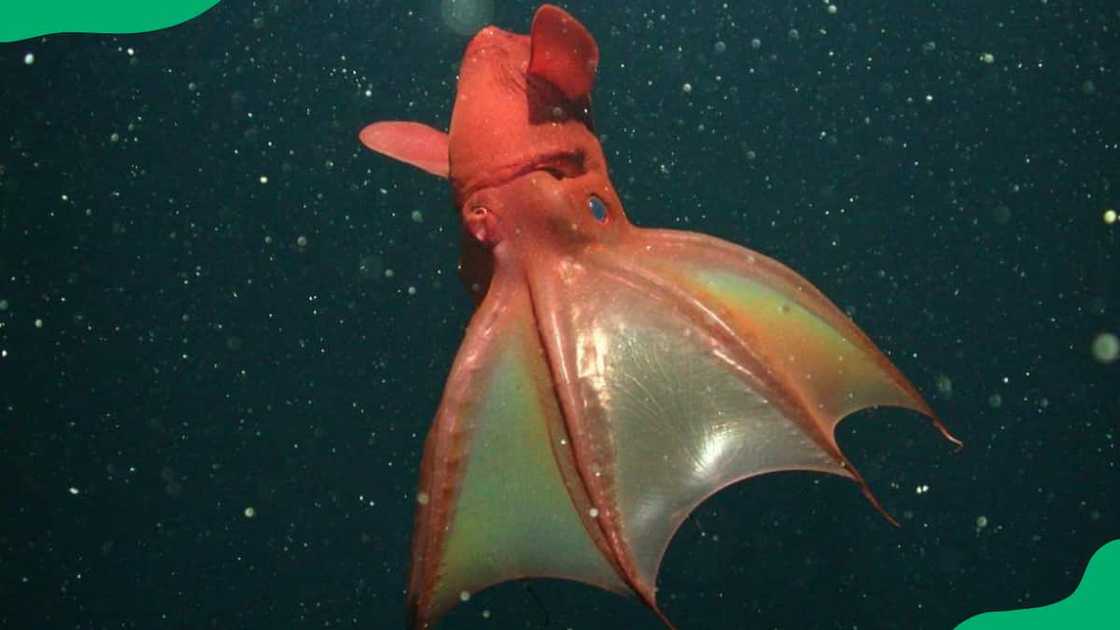 Vampire squid swimming in the deep ocean Vampire squid swimming in the deep ocean