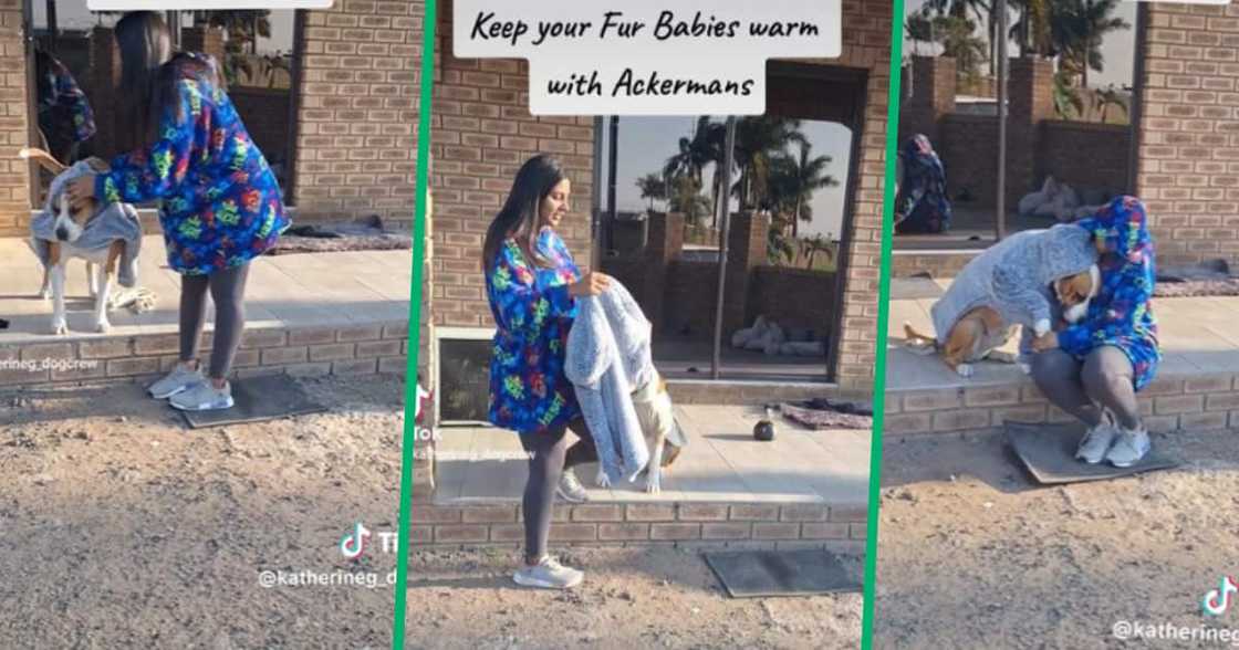 Pit bull dog jacket on TikTok Pit bull dog jacket on TikTok