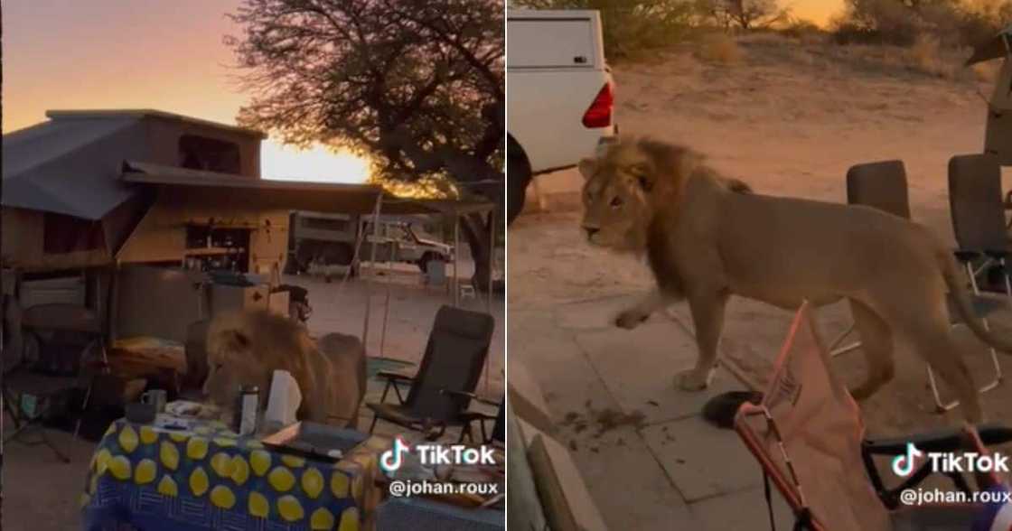 Family on safari gets lion visit Family on safari gets lion visit