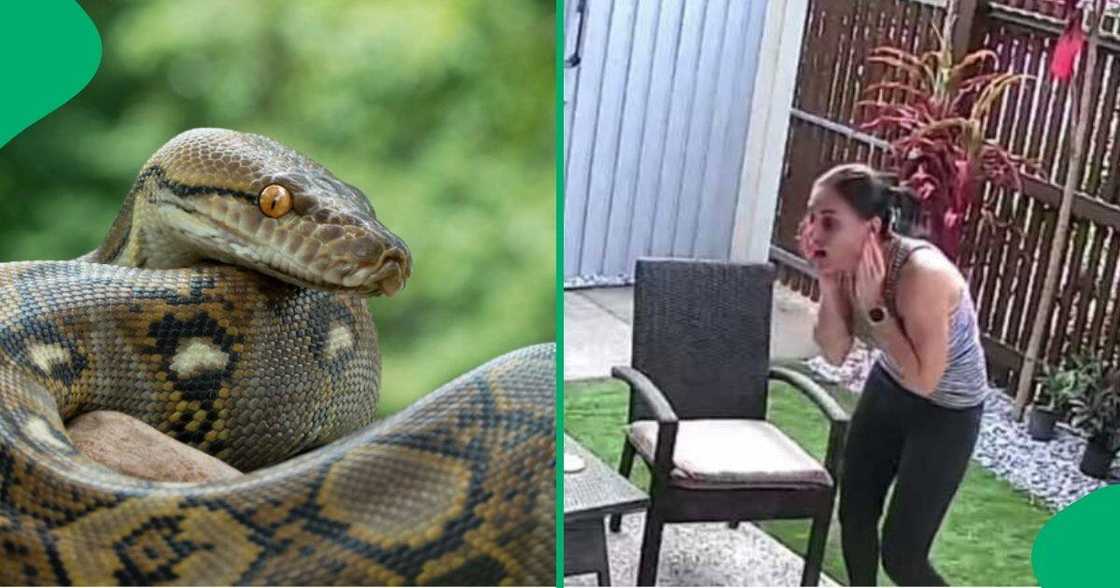 A TikTok video shows a woman's terrifying encounter with a python. A TikTok video shows a woman's terrifying encounter with a python.