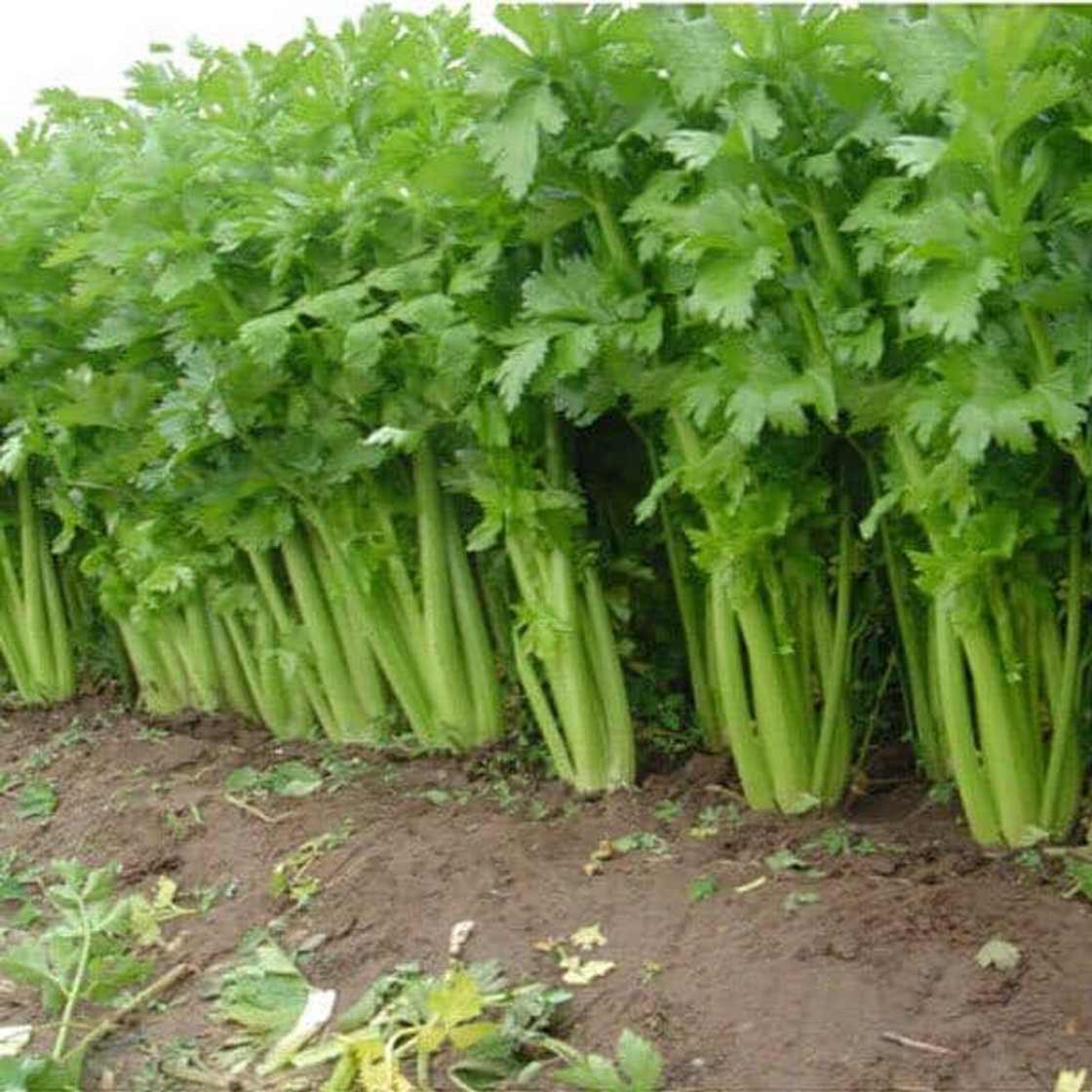 Top 10 alkaline foods you need to include in your diet today Top 10 alkaline foods you need to include in your diet today