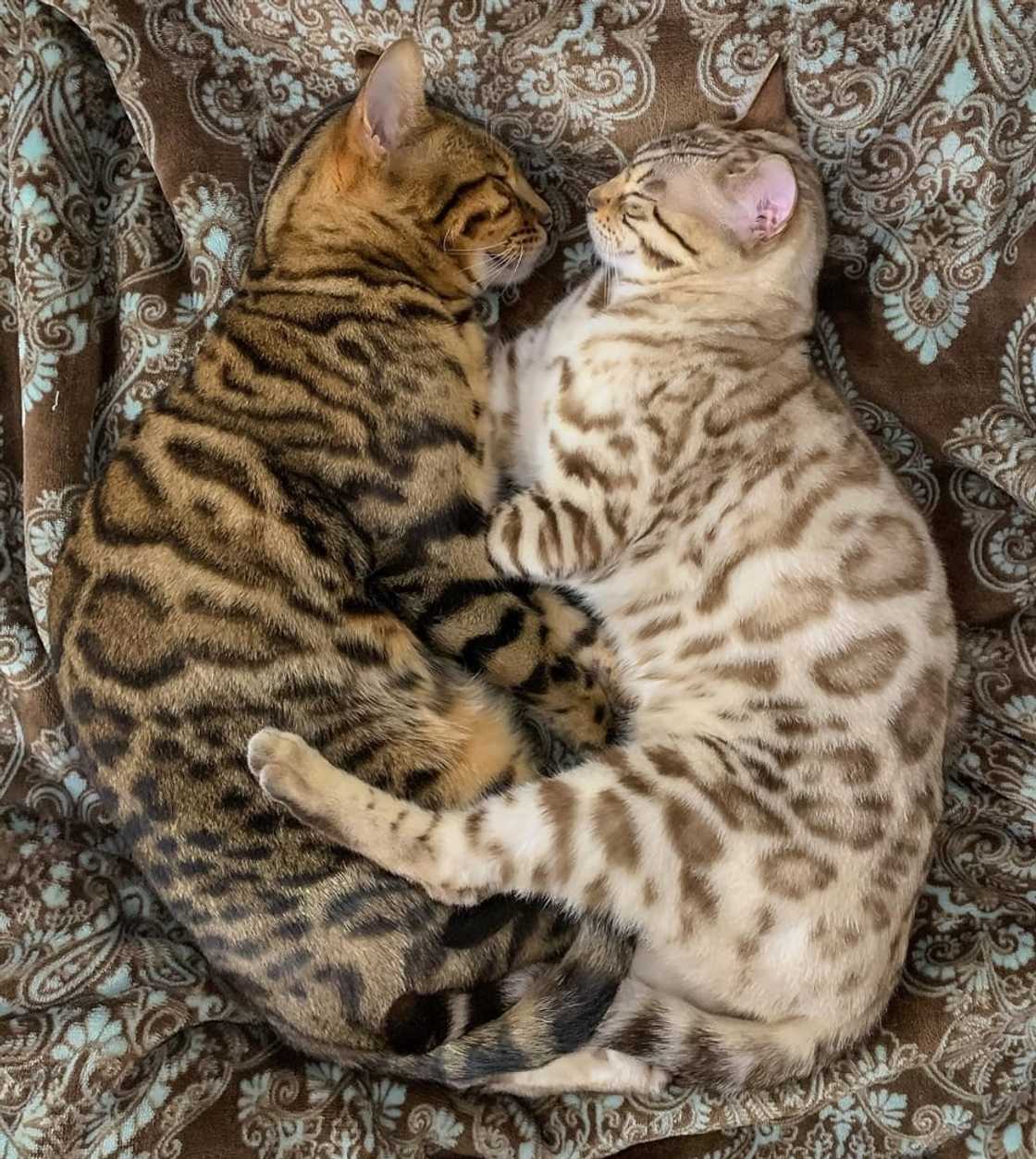 Most expensive cats prices Most expensive cats prices