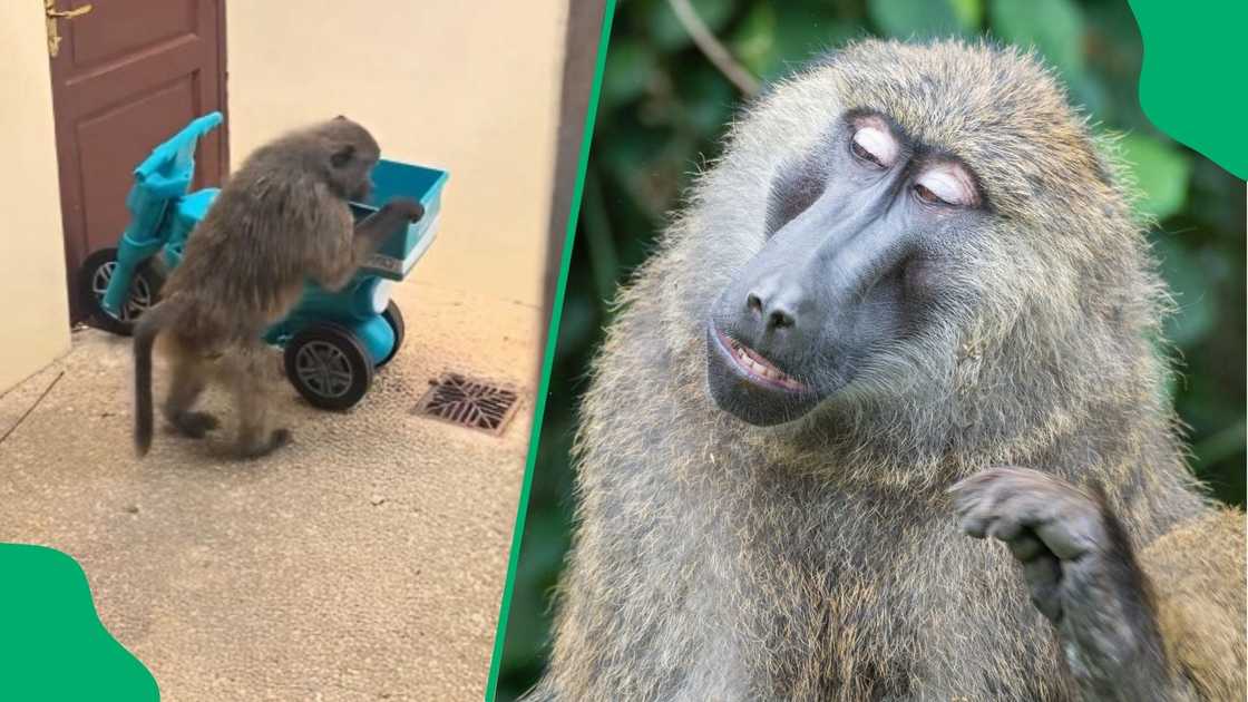 A baboon took food from a Checkers Sixty60 toy bike. A baboon took food from a Checkers Sixty60 toy bike.
