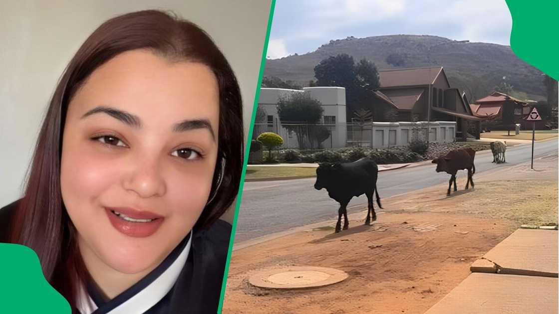 A woman spotted cows walking in the suburbs. A woman spotted cows walking in the suburbs.