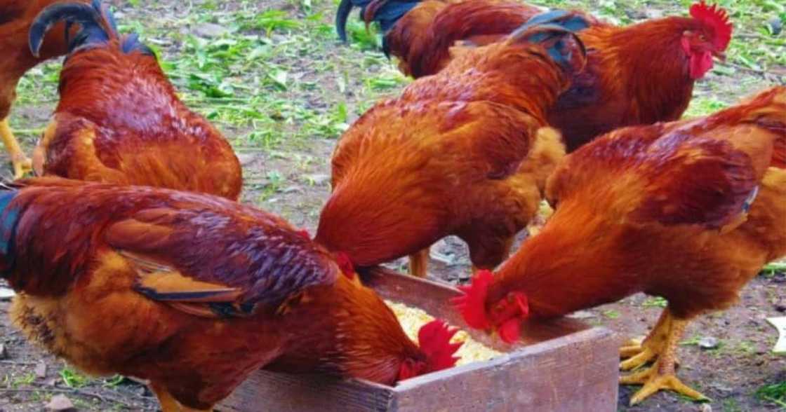 Organic chickens, science, marijuana Organic chickens, science, marijuana