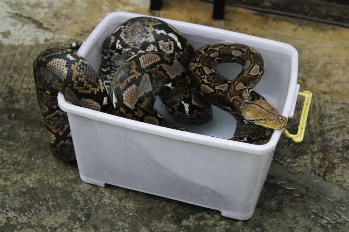Pythons can also be very large Pythons can also be very large