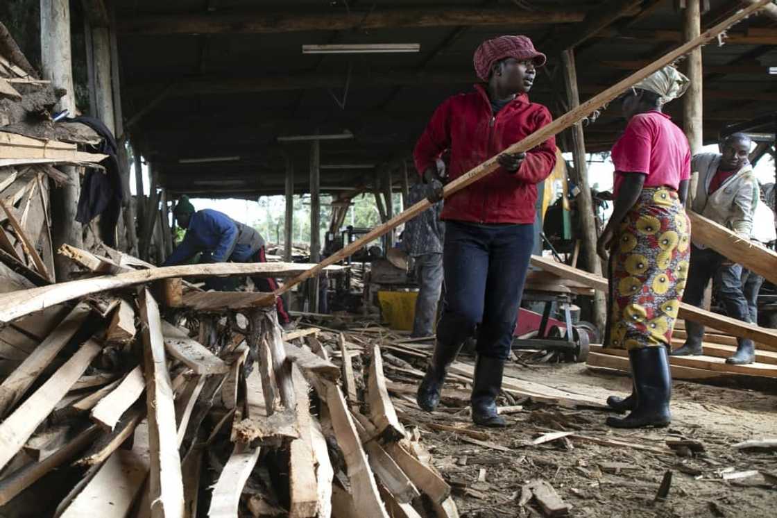 The ban was introduced at a time when Kenya's forests were being cleared at a rate of 5,000 hectares a year The ban was introduced at a time when Kenya's forests were being cleared at a rate of 5,000 hectares a year