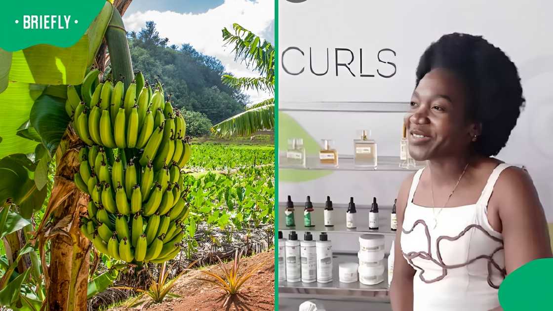 Limpopo entrepreneur turns banana plants into eco-friendly hairpieces Limpopo entrepreneur turns banana plants into eco-friendly hairpieces