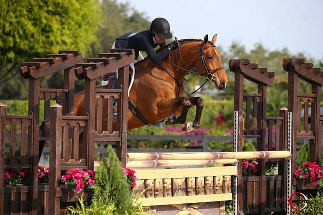 Renee Portnoy horse Renee Portnoy horse