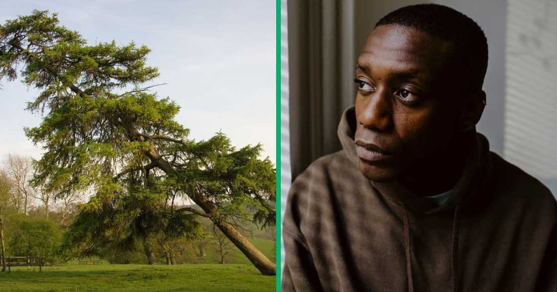 A security guard in Paarl, Western Cape died after a tree fell on him A security guard in Paarl, Western Cape died after a tree fell on him