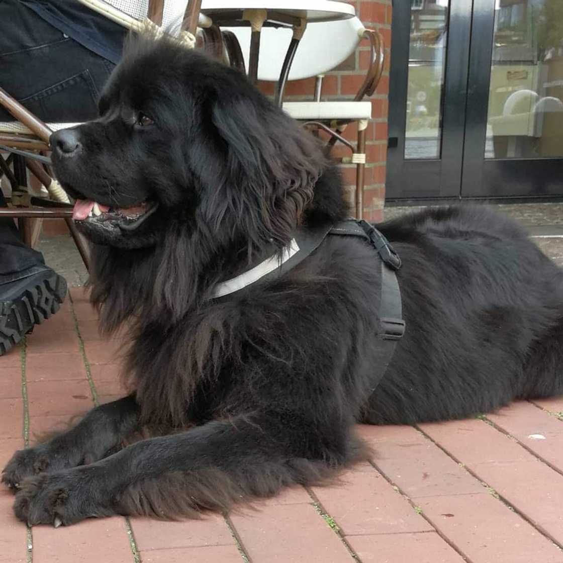 Popular big dog breeds for families Popular big dog breeds for families