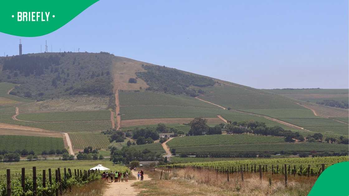 Bloemendal Wine Estate Bloemendal Wine Estate