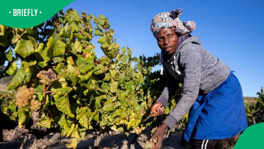 An African harvest laborer picks Chardonnay grapes on the Jordan wines estate on March 18, 2022 in the wine-producing district of Stellenbosch in the Coastal Region of South Africa's Western Cape An African harvest laborer picks Chardonnay grapes on the Jordan wines estate on March 18, 2022 in the wine-producing district of Stellenbosch in the Coastal Region of South Africa's Western Cape