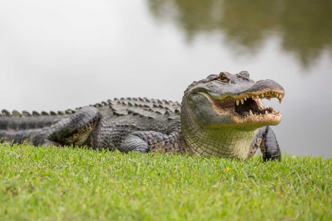 An alligator laying on the grass.