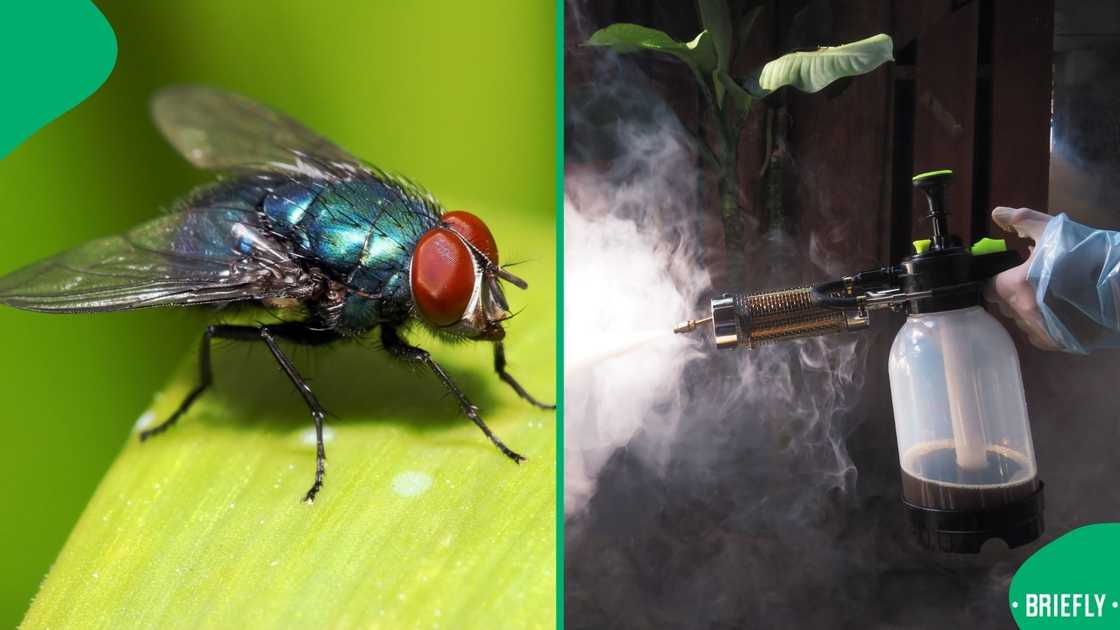Gauteng is experiencing a flea invasion Gauteng is experiencing a flea invasion