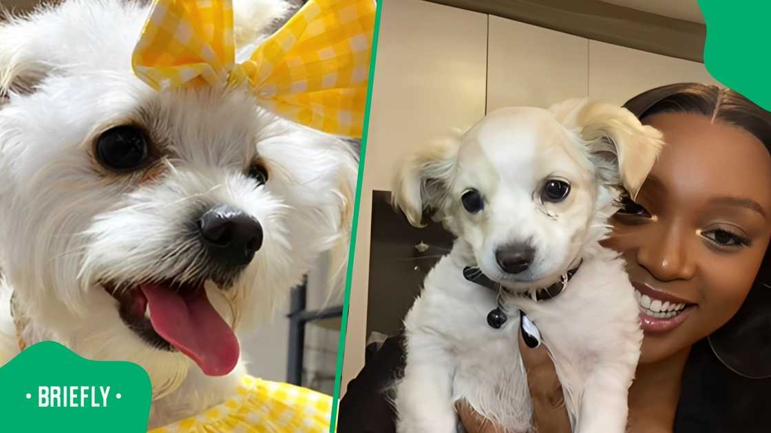 A dog owner shows off her dog's skills