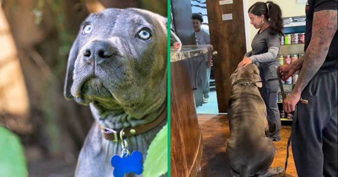 A TikTok video shows a South African boerboel at the vet, and people are in awe of the dog. A TikTok video shows a South African boerboel at the vet, and people are in awe of the dog.