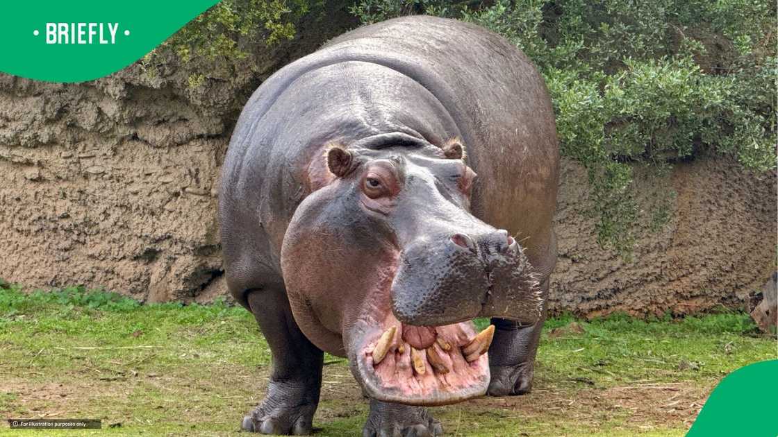 Hippo chases man in a video