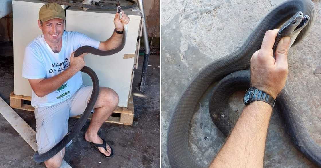 Mzansi snake rescuer catches a black mamba Mzansi snake rescuer catches a black mamba