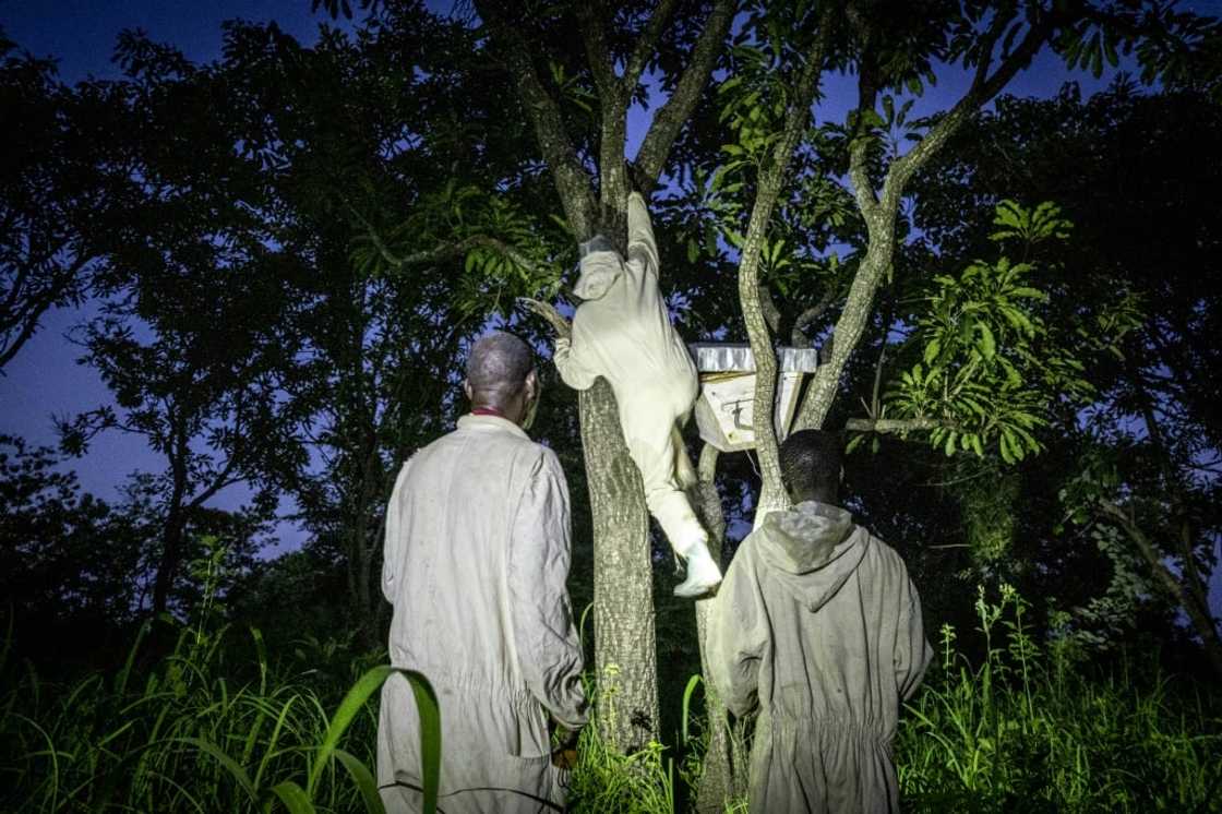 Nine years of civil war have hampered Central African Republic's honey-producing sector Nine years of civil war have hampered Central African Republic's honey-producing sector