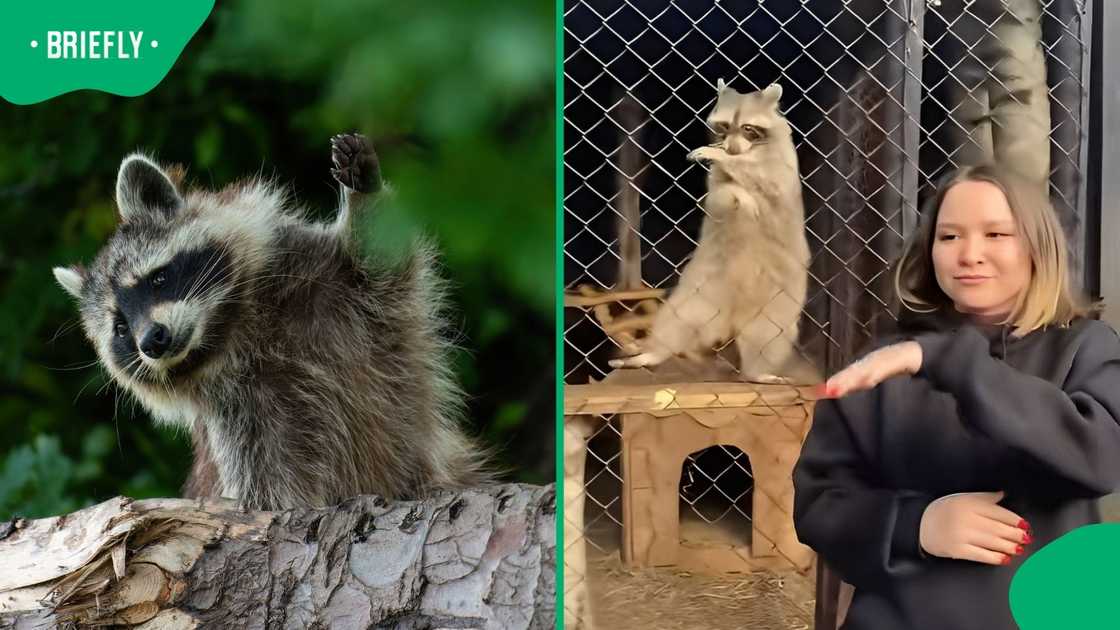 A 'dancing' raccoon concerned social media users.