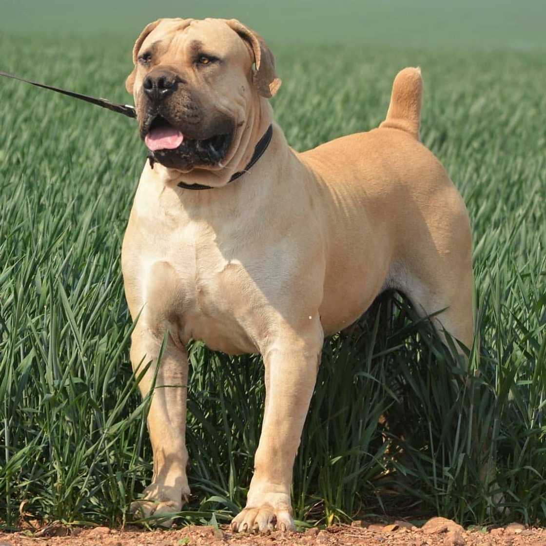 South African Boerboel: reasons why every homeowner should buy this dog breed