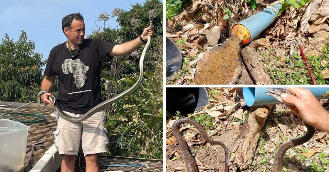 Nick Evans rescues a 2.5m snake Nick Evans rescues a 2.5m snake