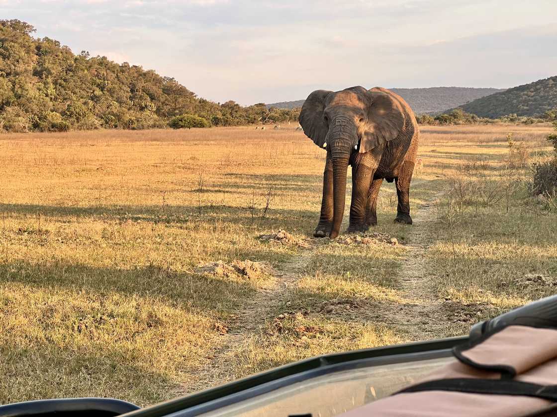 A large wild elephant on safari in Limpopo A large wild elephant on safari in Limpopo